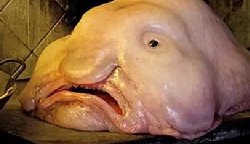 澳博备用地址八大最丑的动物排行：澳博备用地址称为全世界表情最忧伤，疣猪上榜
